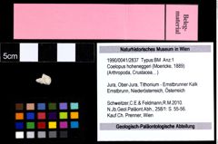 Foto (Objekt + Etiketten) von Coelopus hoheneggeri (Moericke, 1889) 